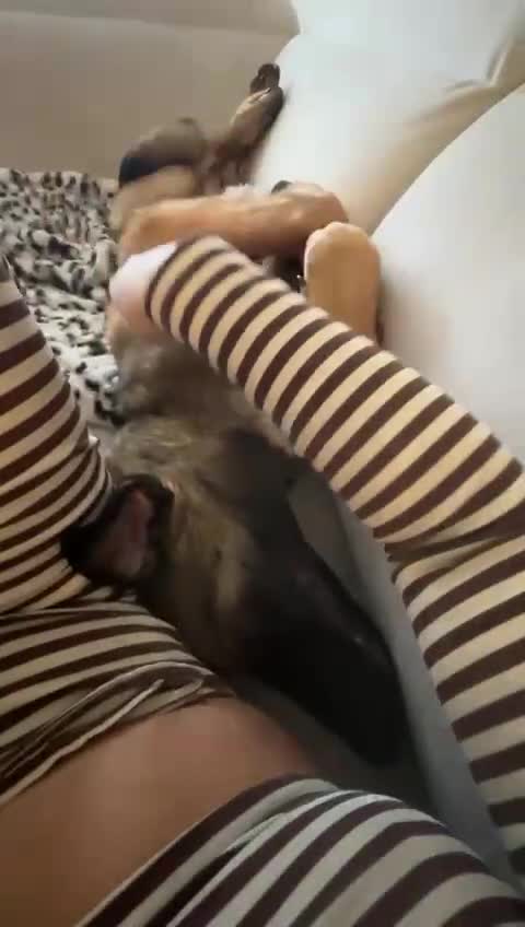 Belgian Shepherd Dog dogs for sale: Belgian mallinois 6 month old puppy in Durham - Video 1