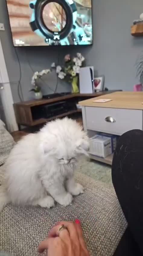 Scottish Fold cats for sale: Beautiful scottish fold babies  - Video 3