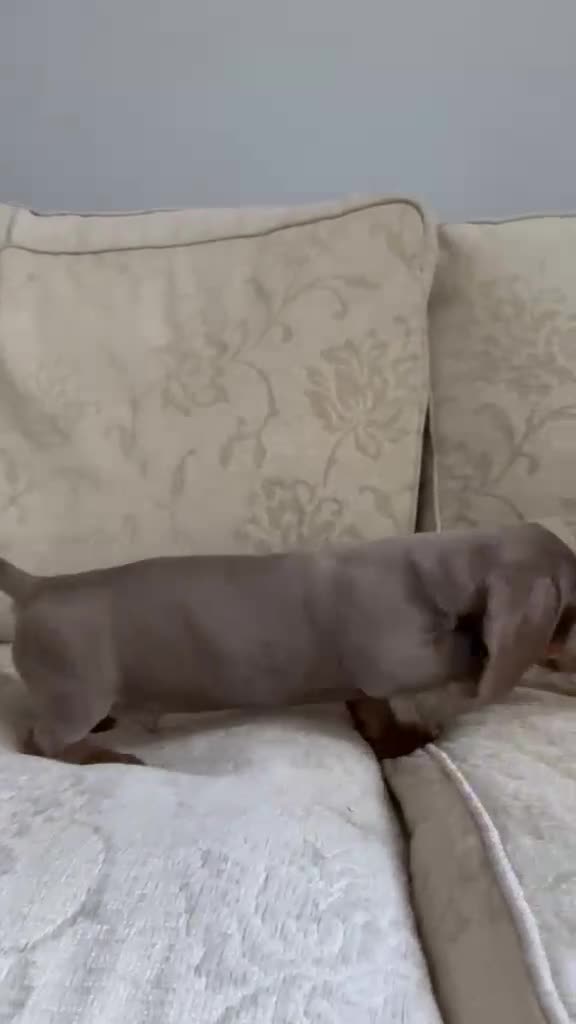 Dachshund dogs for sale: Dachshund (Boy) in High Wycombe - Video 1