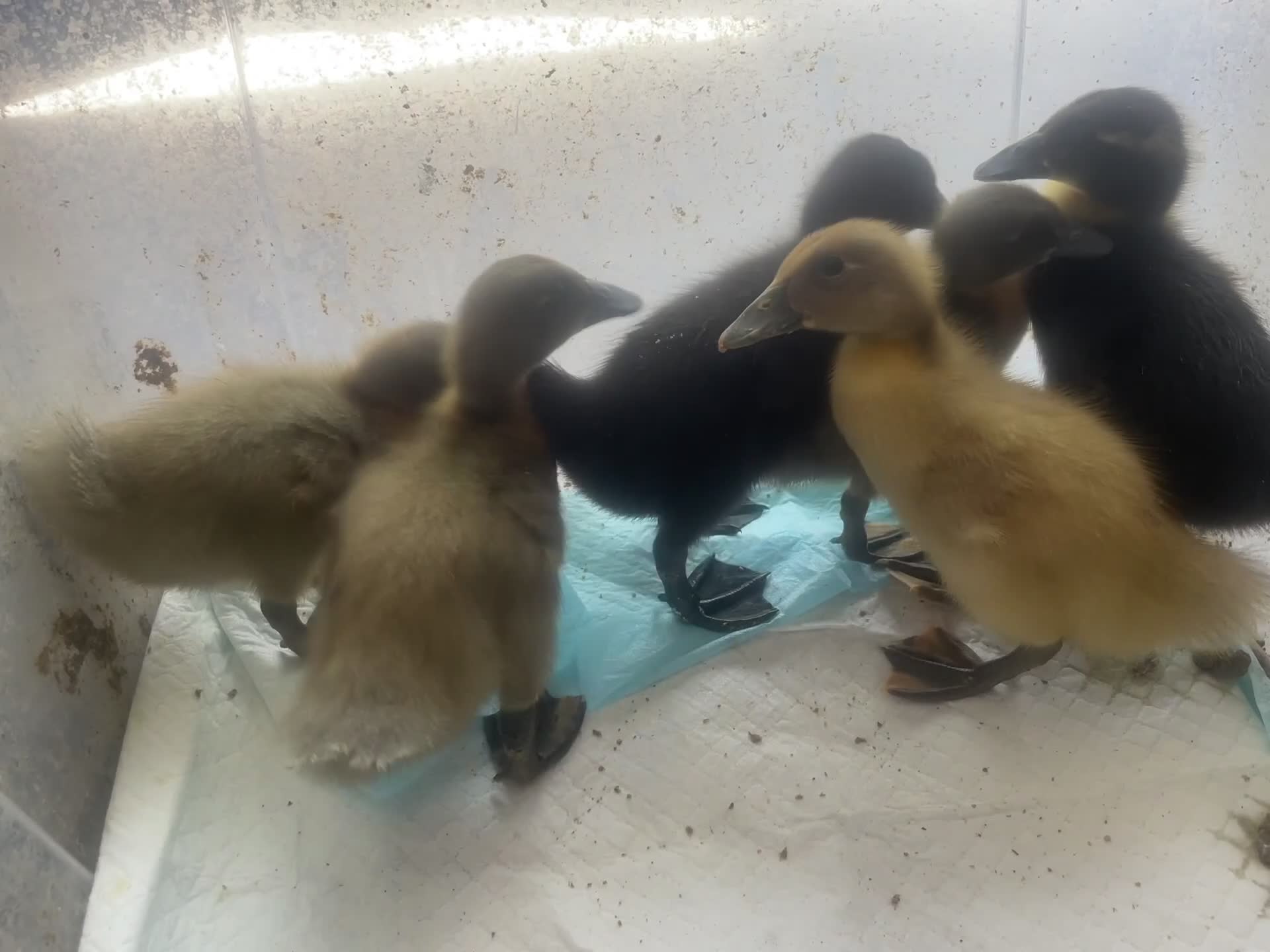 Ducks poultry for sale: Cayuga and runner duck cross  - Video 1