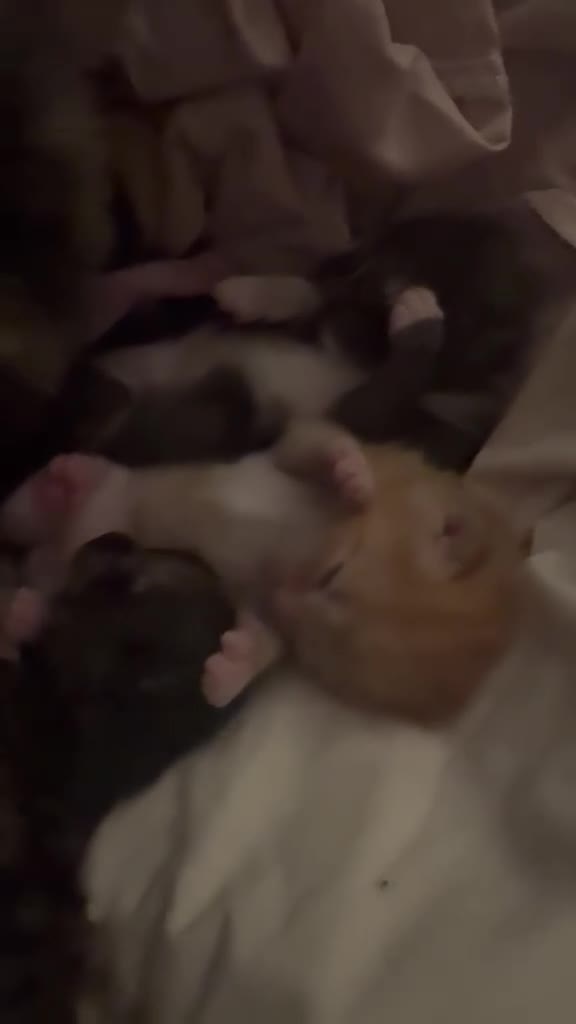 Mixed Breed cats for sale: New born kittens! - Video 2