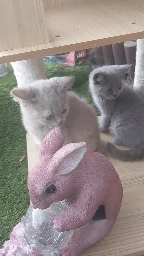 British Shorthair cats for sale: ✨️ Fun Loving Furball BSH Kittens ✨️ - Video 2