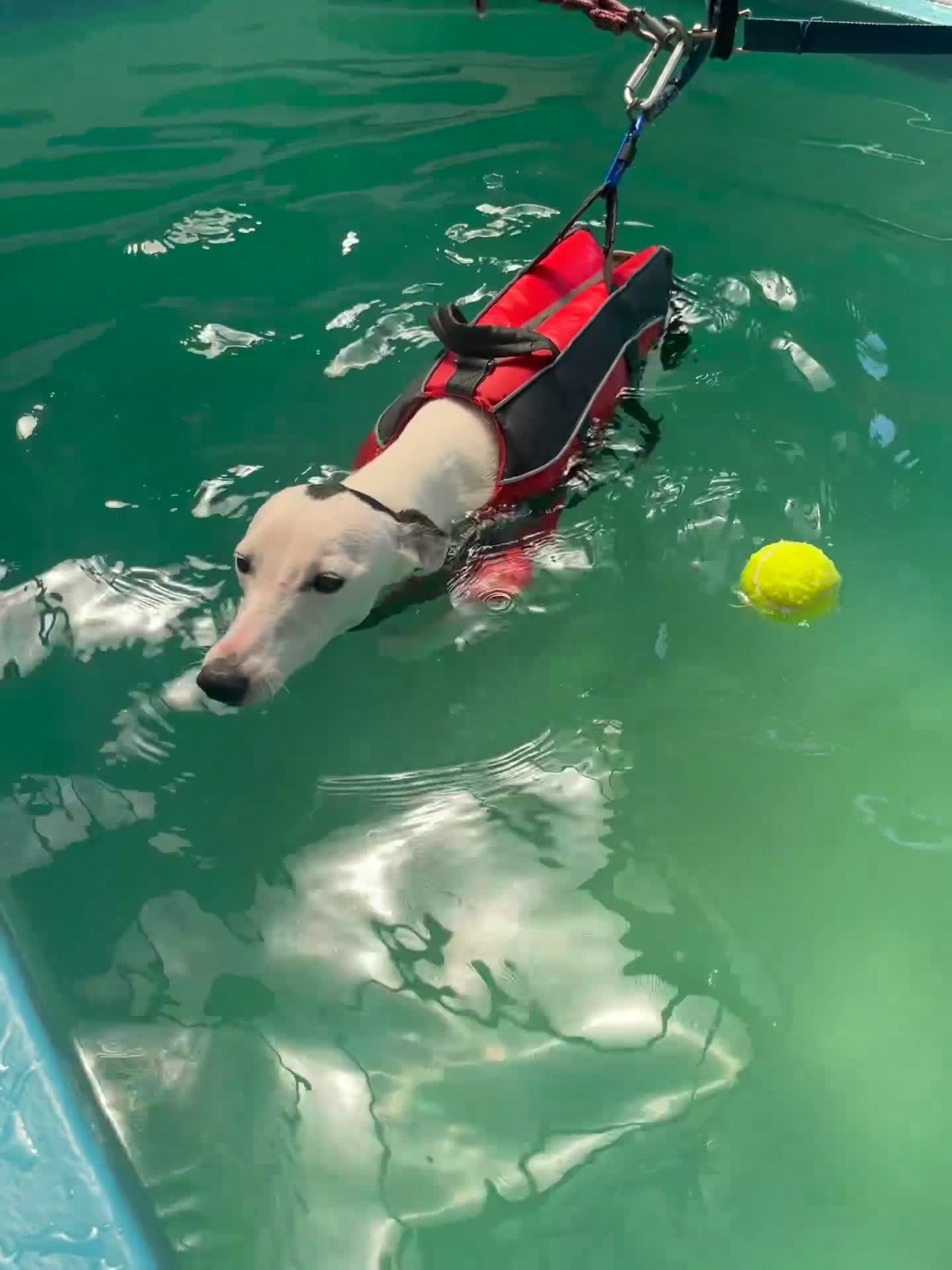 Whippet dogs for sale: Female White & Black Whippet - Video 1