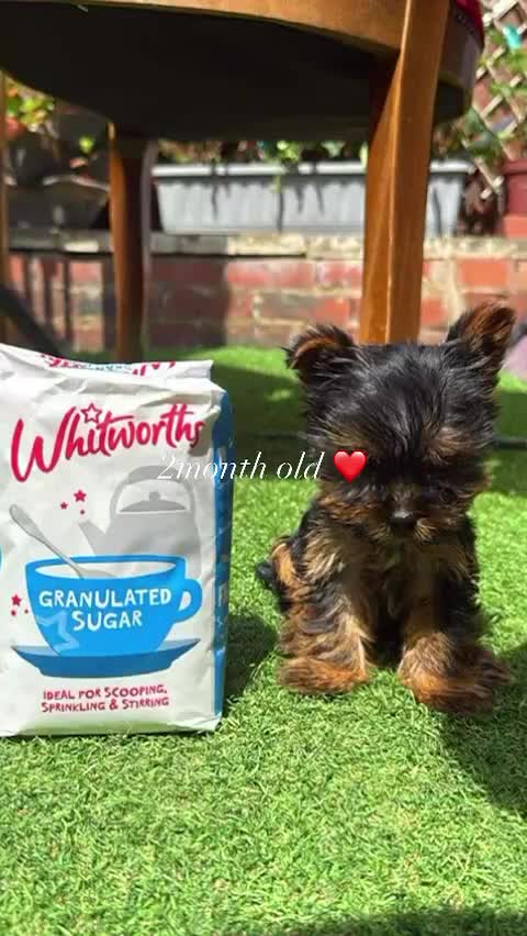 Yorkshire Terrier dogs for sale: Benny  - Video 1