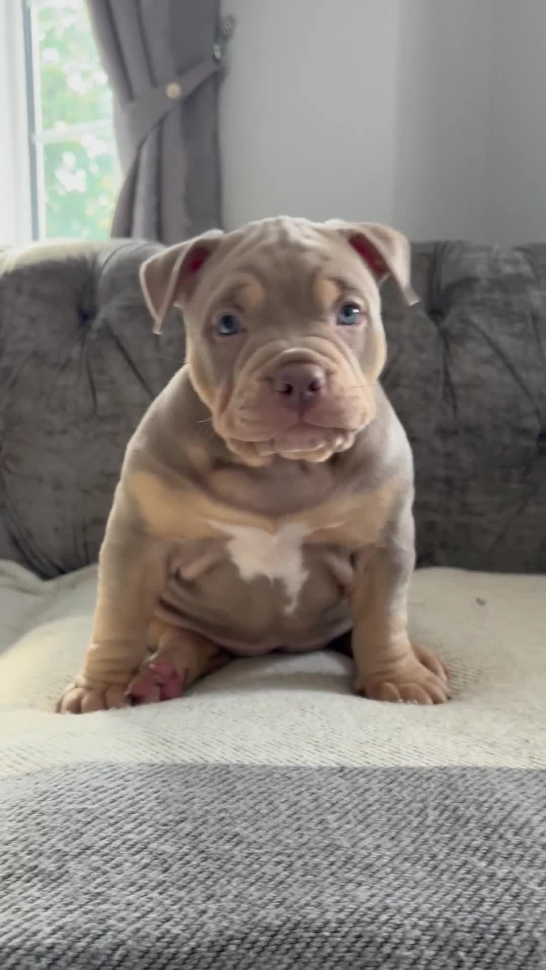 American Bully dogs for sale: ABKC REGISTERED POCKET BULLYS  - Video 3