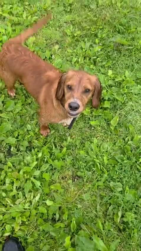 Cocker Spaniel dogs for adoption: Kairo the Gorgeous Goofy Golden Boy - Video 1