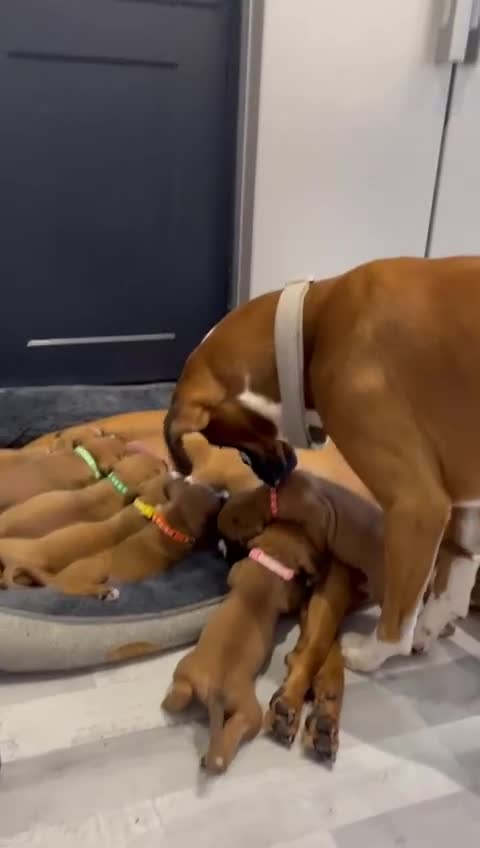Boxer dogs for sale: Beautiful Boxer Puppies  🐾 - Video 2