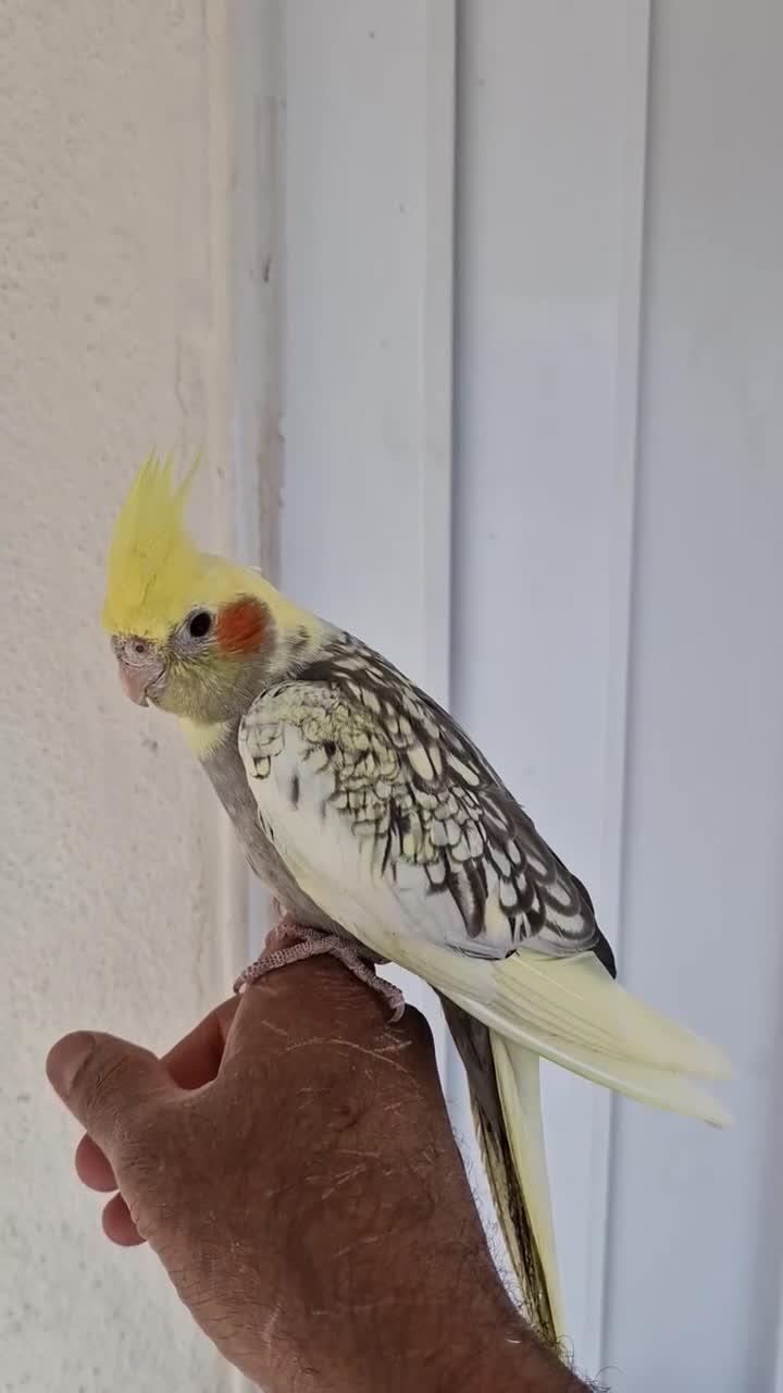 Cockatiels birds for sale: Super Silly hand tamed baby cockatiel - Video 2