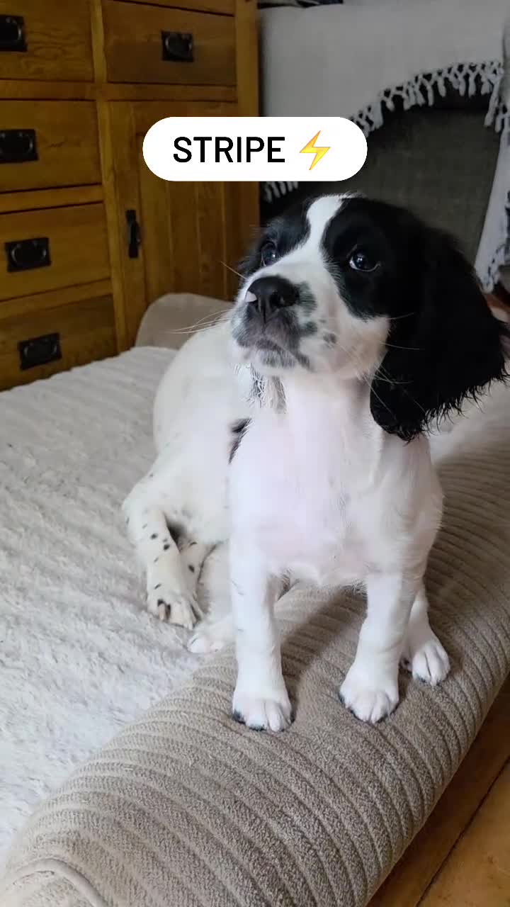 English Springer Spaniel dogs for sale: Health Tested Parents- KC Registered ESS - Video 2