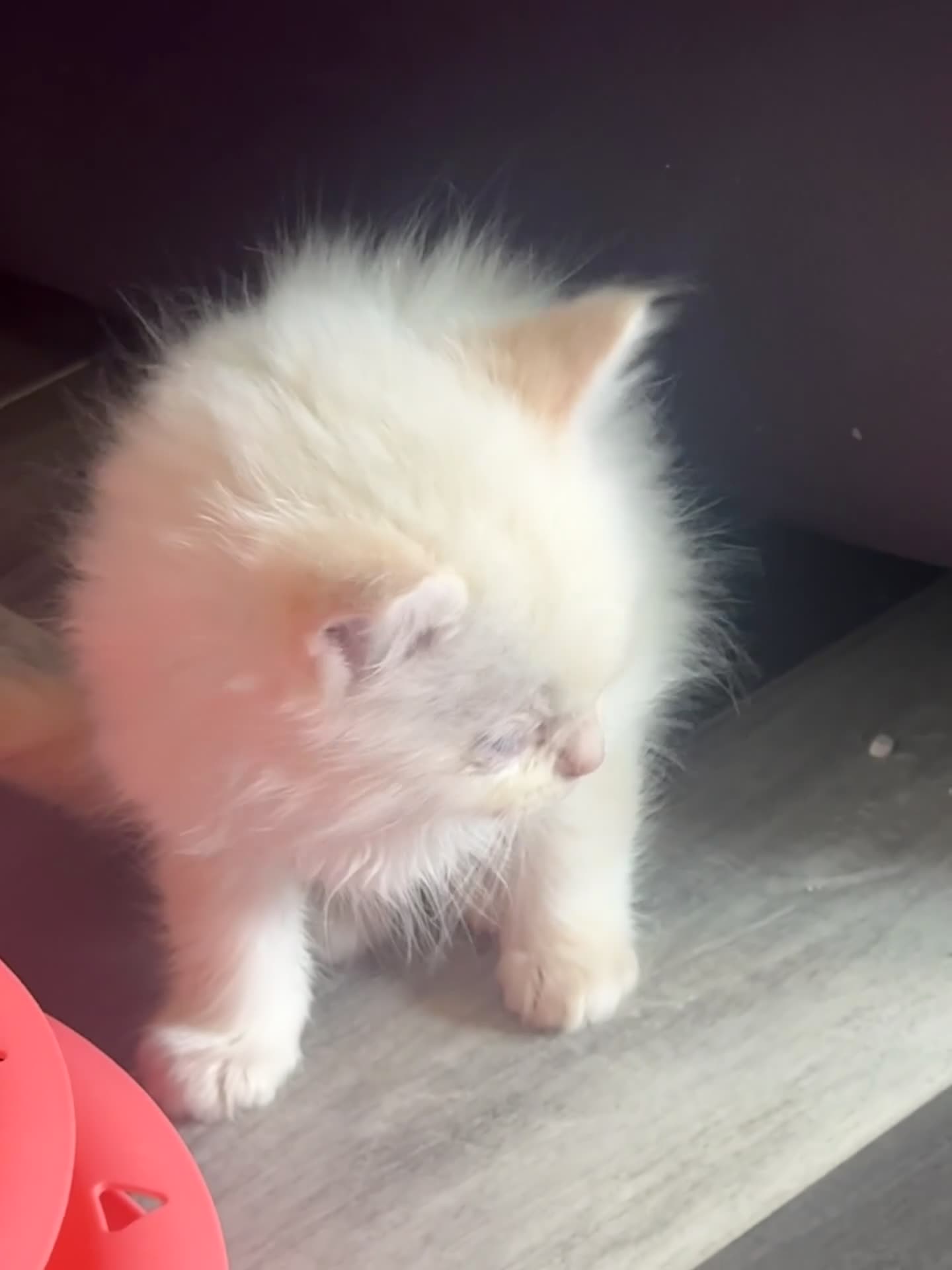 Ragdoll cats for sale: Full pedigree registered tica mink/sepia babies  - Video 1