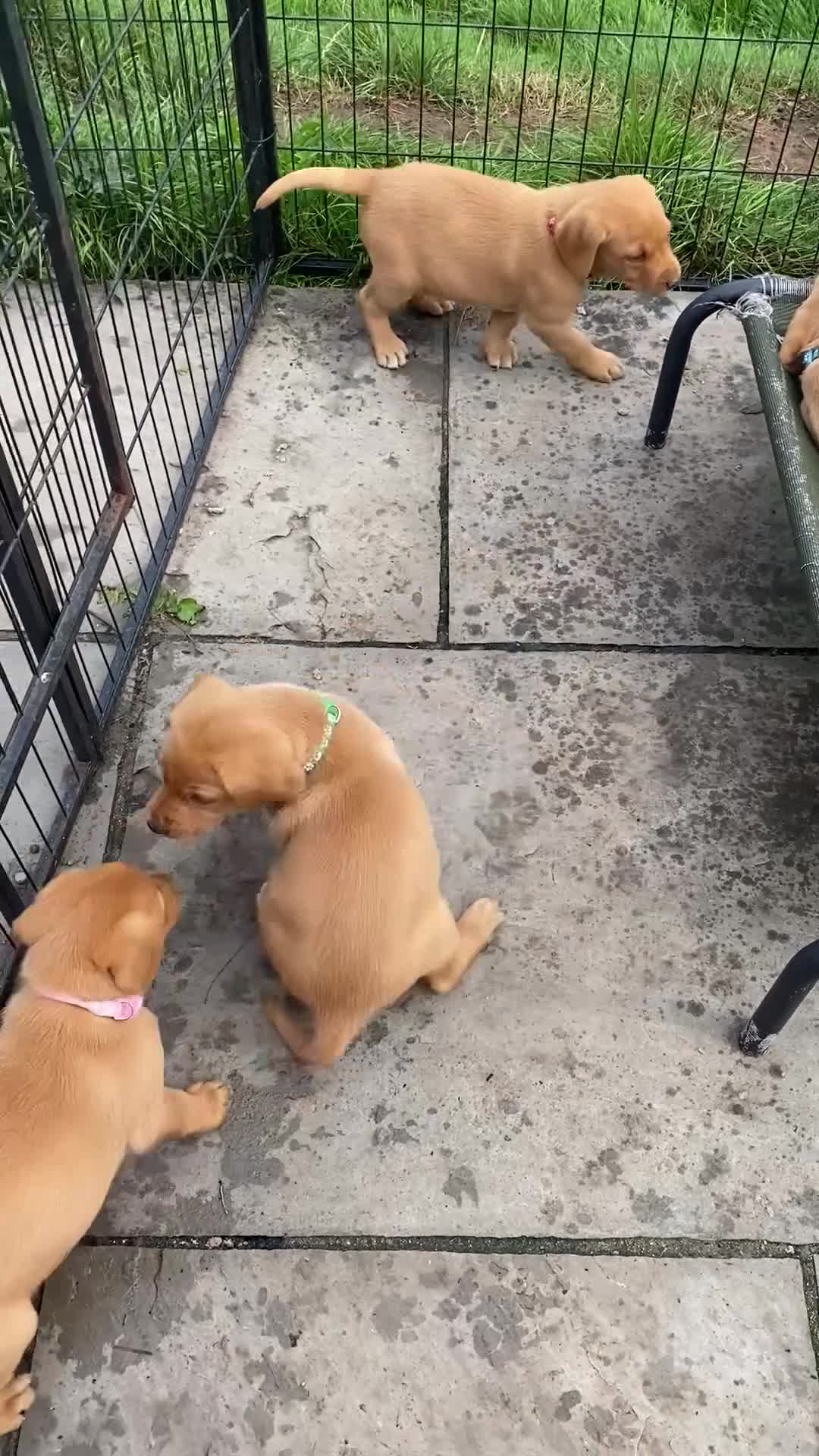 Labrador Retriever dogs for sale: Fox Red Labrador Puppies  - Video 3