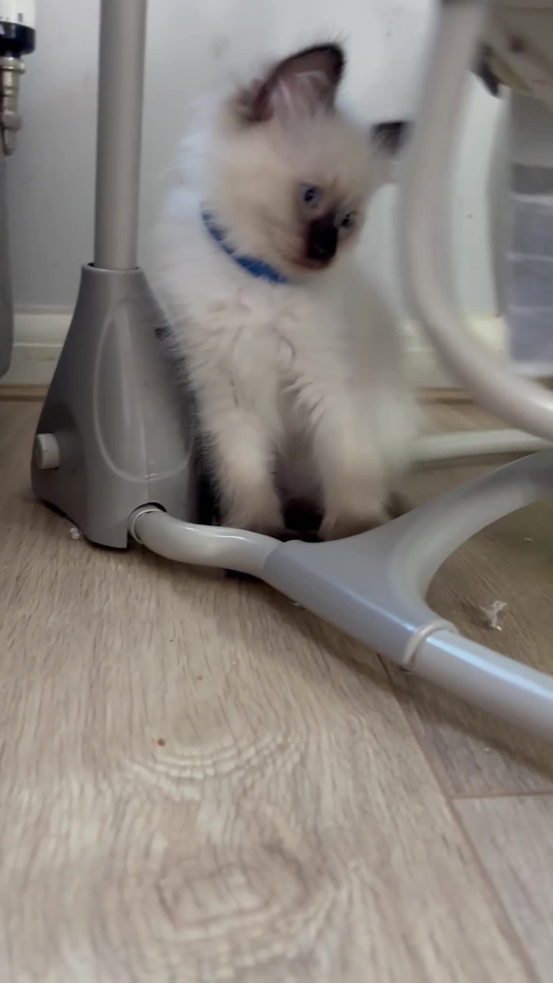 Ragdoll cats for sale: 🥰 Beautiful Radoll Kittens 😍 2 kitten left - Video 1