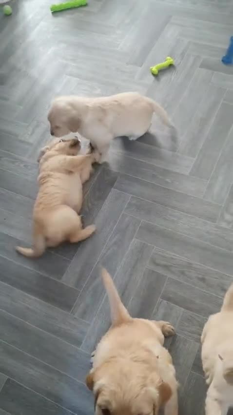 Golden Retriever dogs for sale: 0-0 HIP Ethically Bred quality Golden Retrievers  - Video 1