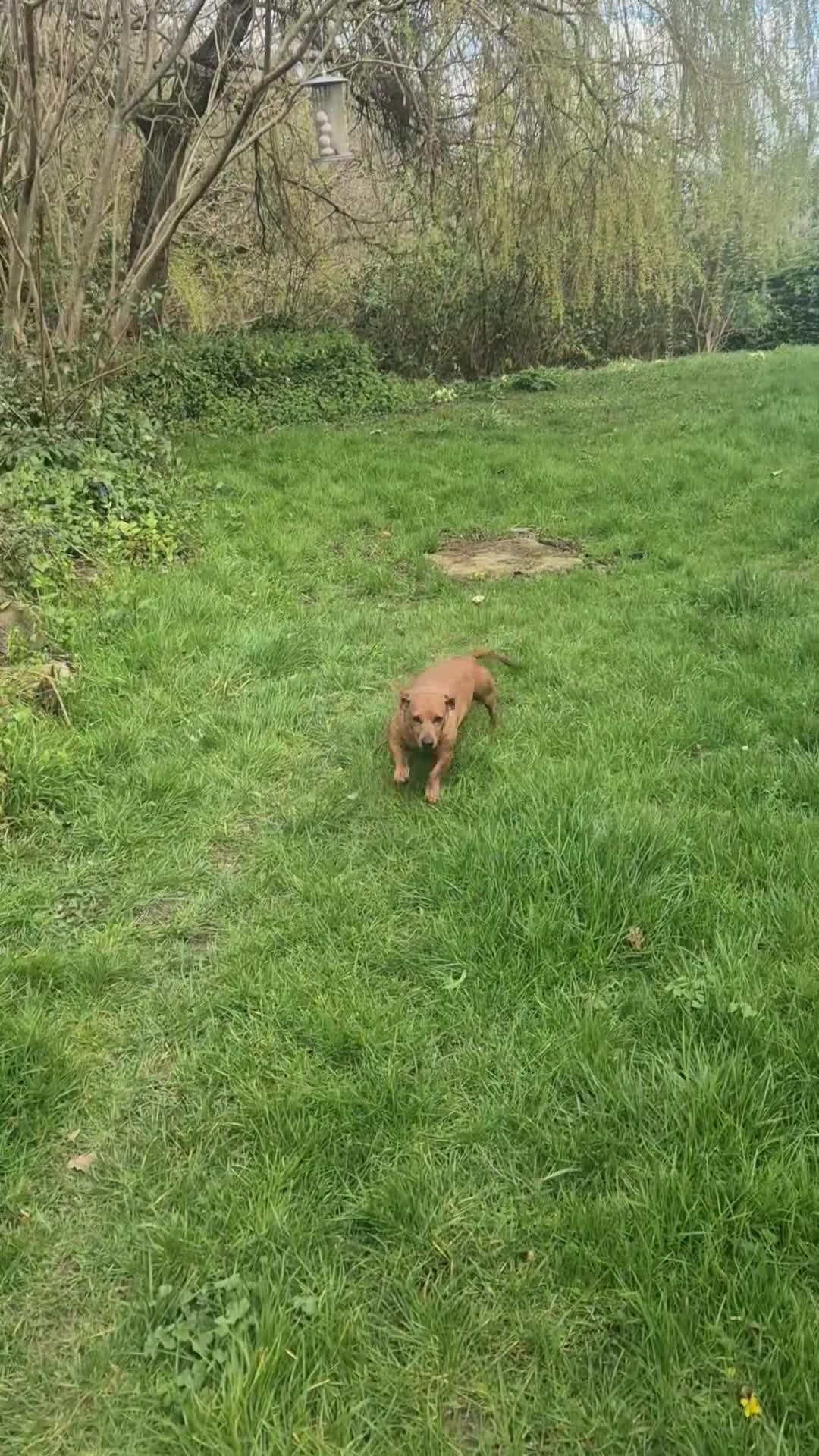 Miniature Dachshund dogs for sale: Beautiful Female Red Minature Daschund  - Video 1