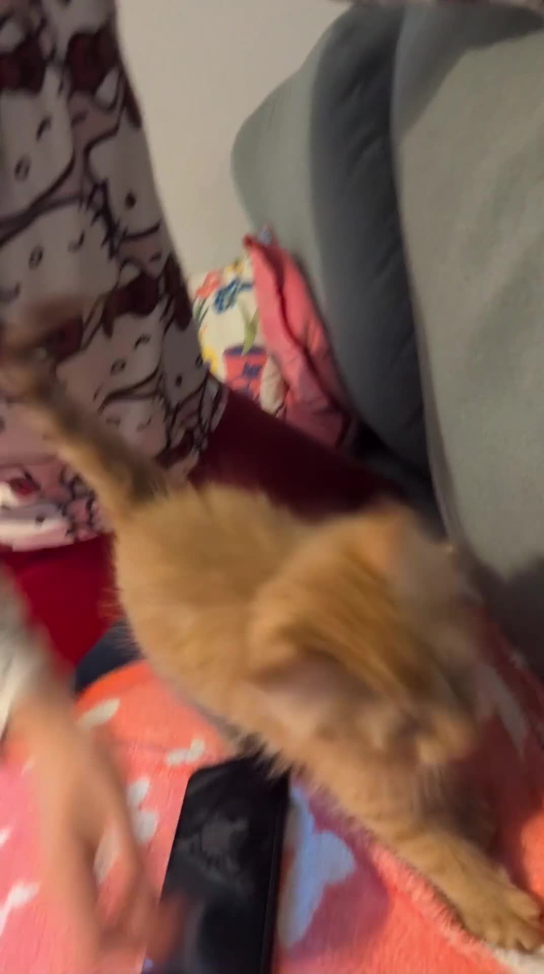Maine Coon cats for sale: Maine coon X kittens very friendly in Wakefield - Video 2