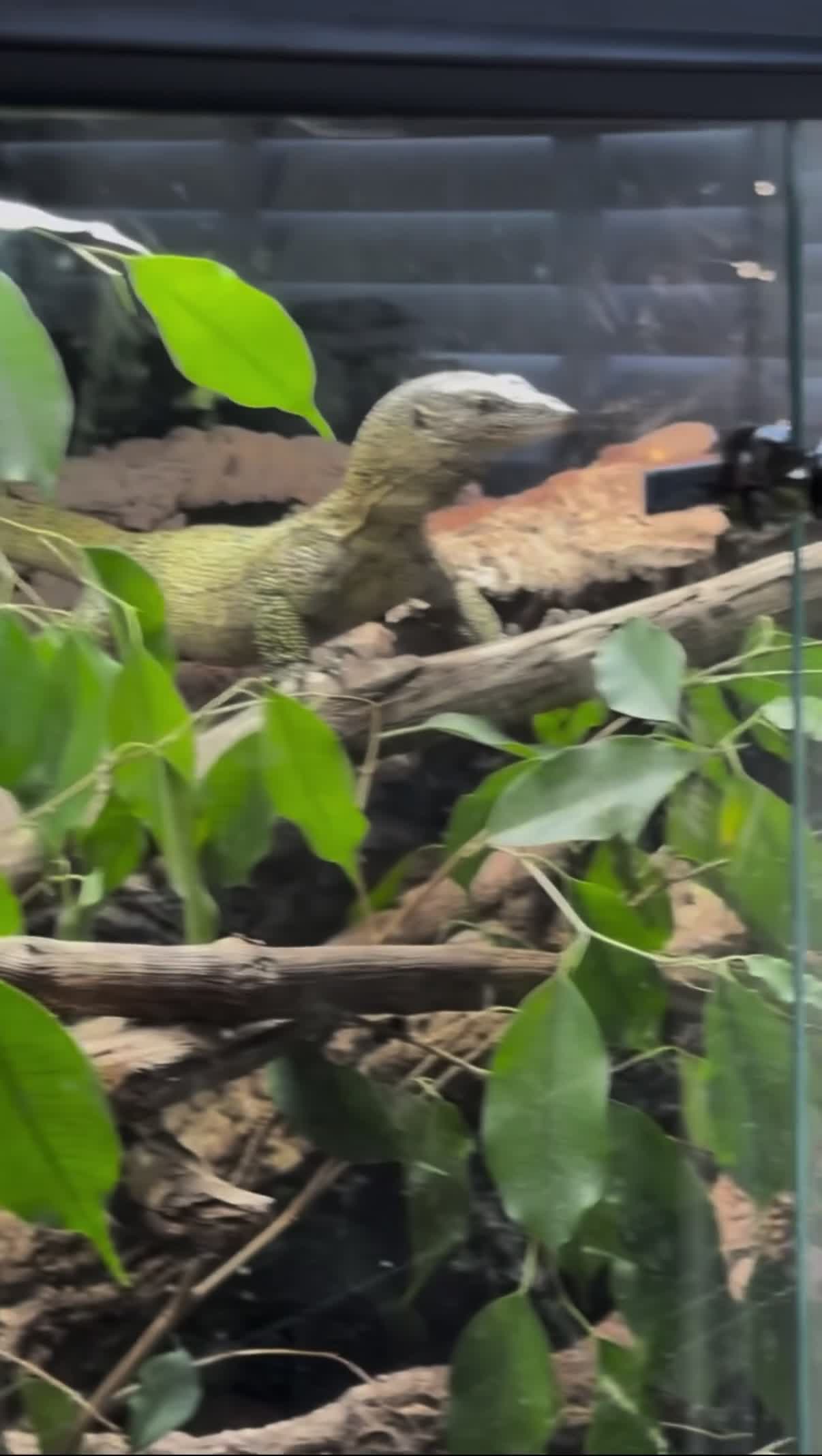 Monitor reptiles for sale: Mangrove monitor in Tamworth - Video 2