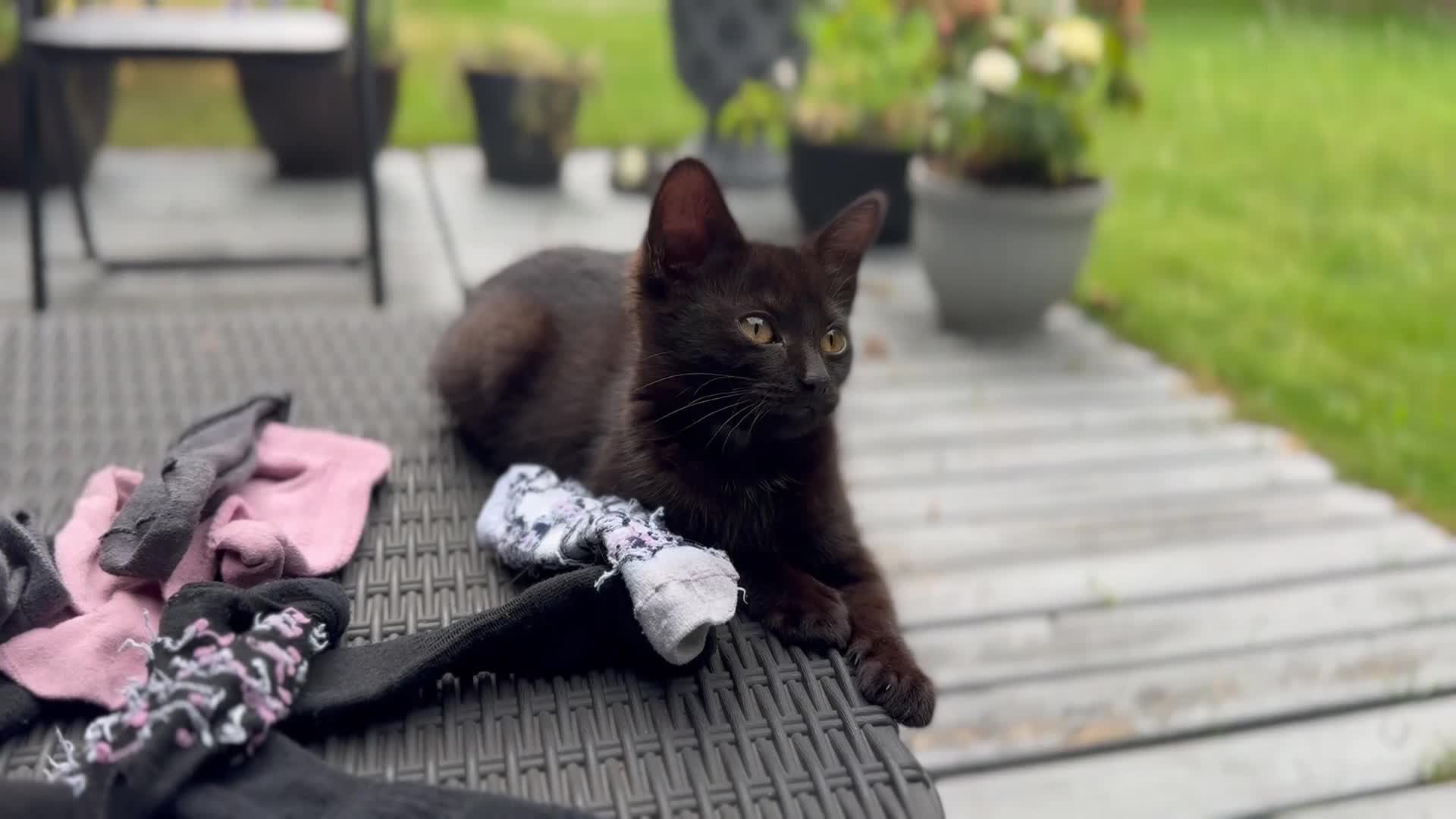 Mixed Breed cats for sale: Stunning Sheba female kitten - Video 1
