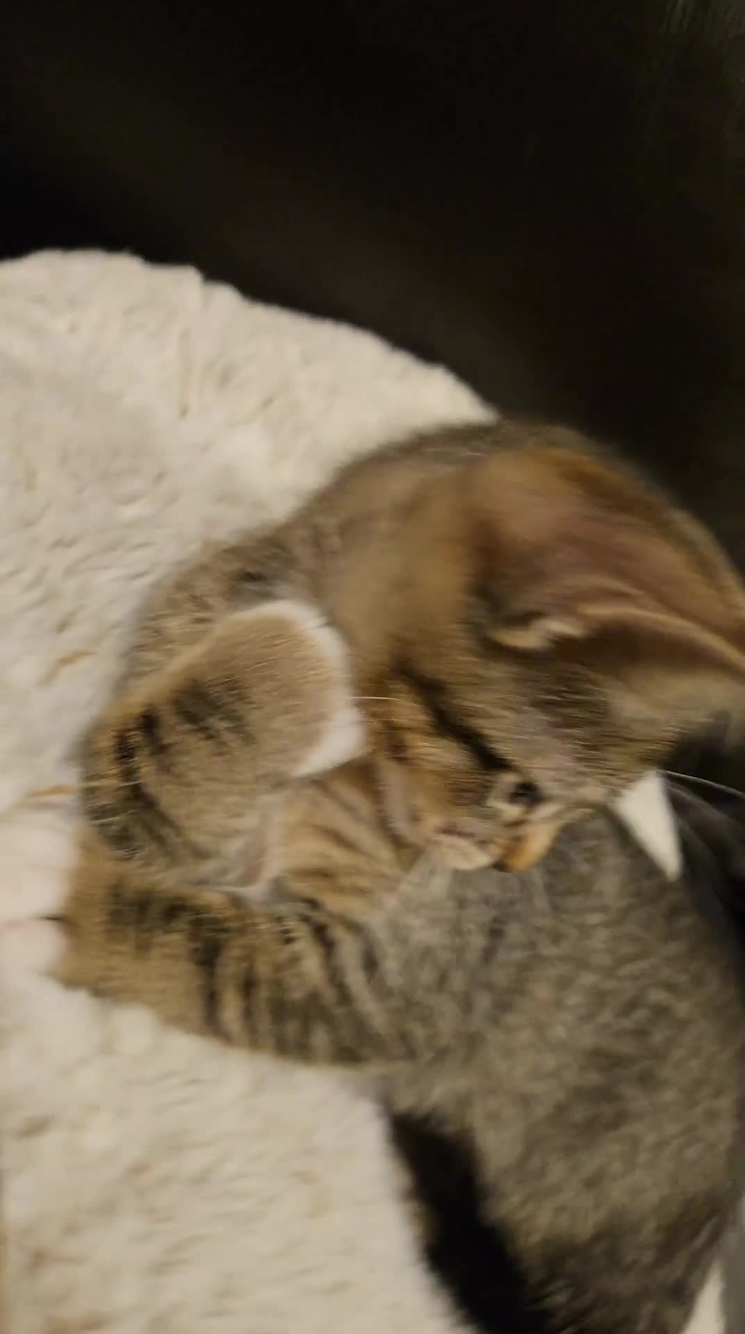 American Shorthair cats for sale: 10 Week Old Pure Tabby Kitten in Sutton - Video 3