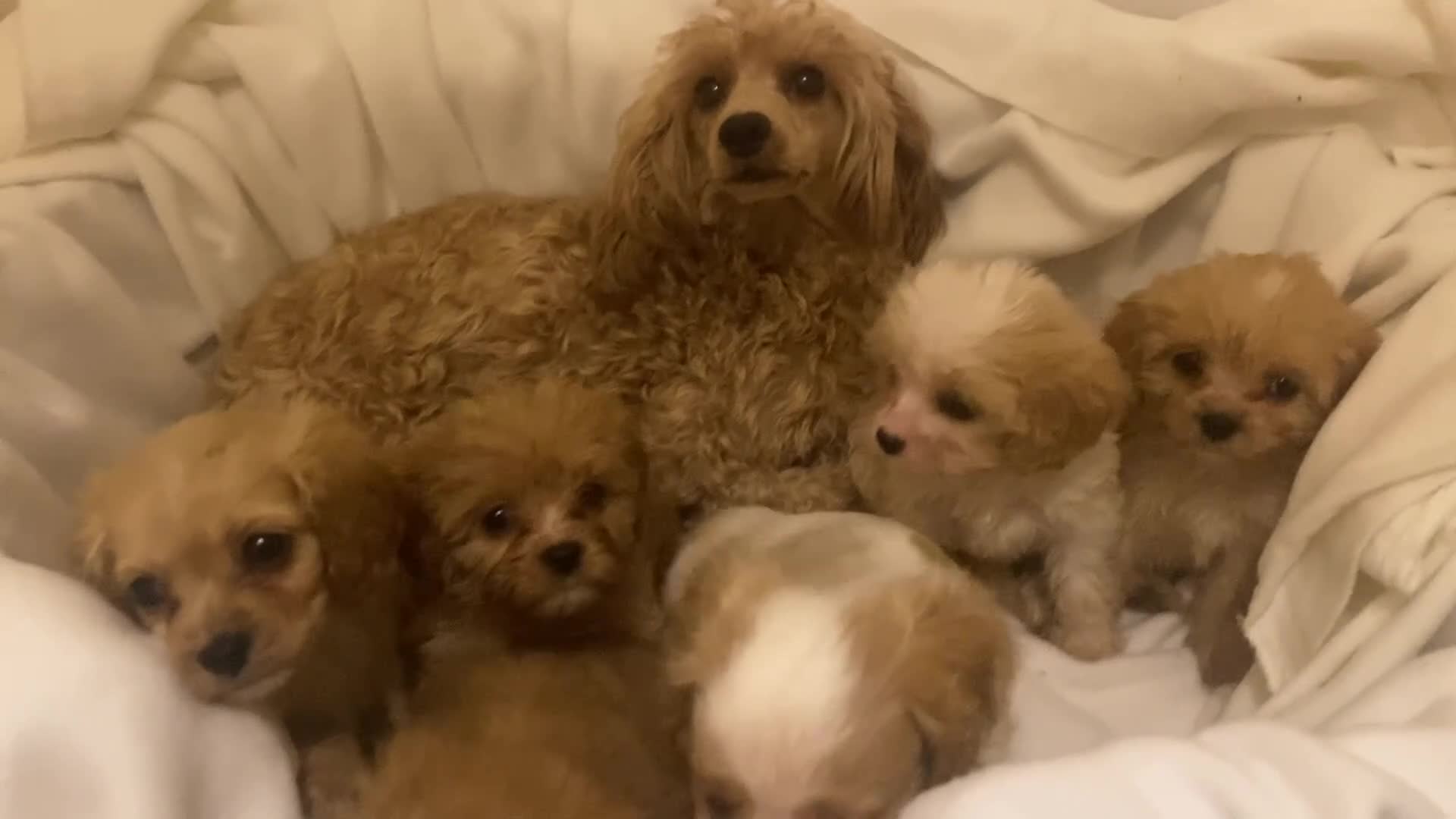 Cavapoo dogs for sale: DNA CLEAR & BVA HEART/EYES CERTS CAVAPOO - Video 1
