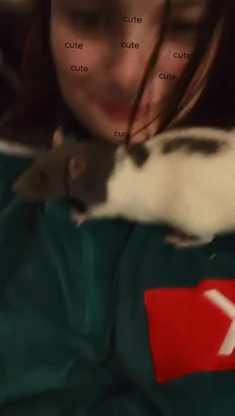 Rat rodents for sale: 2 x male rats  - Video 1