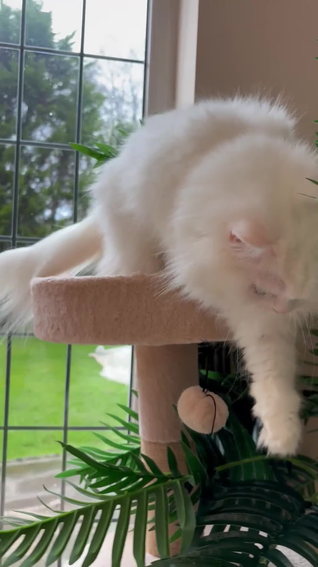 Ragdoll cats for sale: Ragdoll  - Video 1
