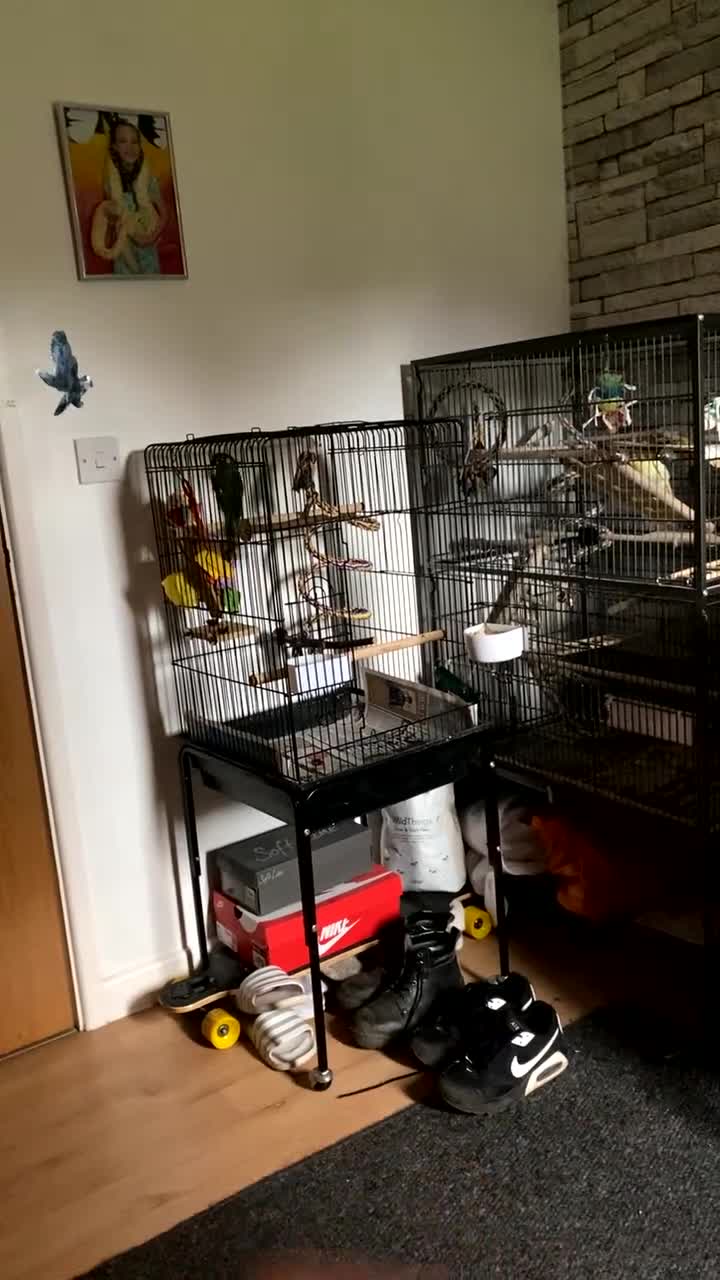 Conures birds for sale: Green cheek conure  in Southampton - Video 1