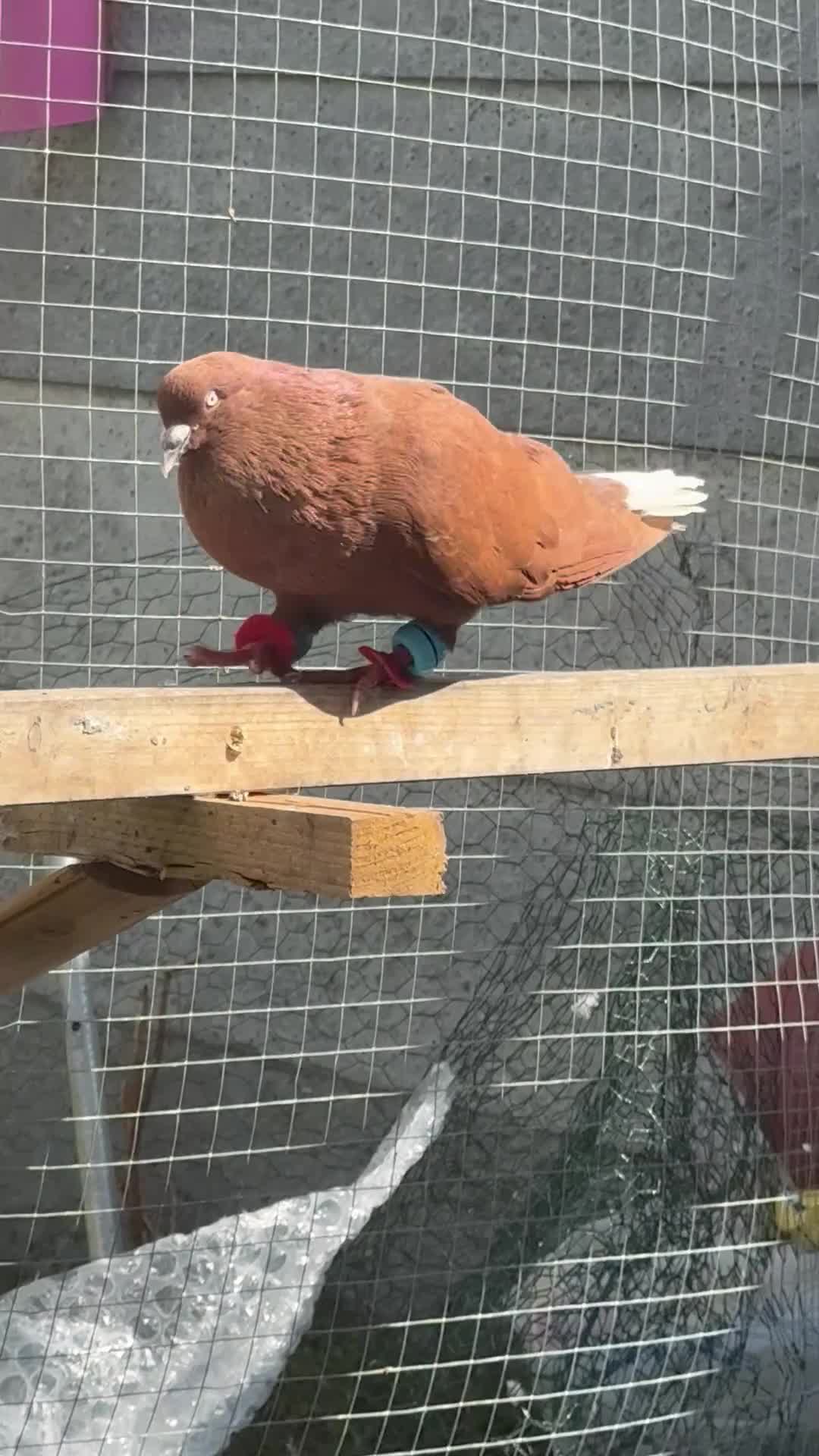 Mixed Breed birds for sale: Top quality 2 Afghan male pigeons in Ilford - Video 1