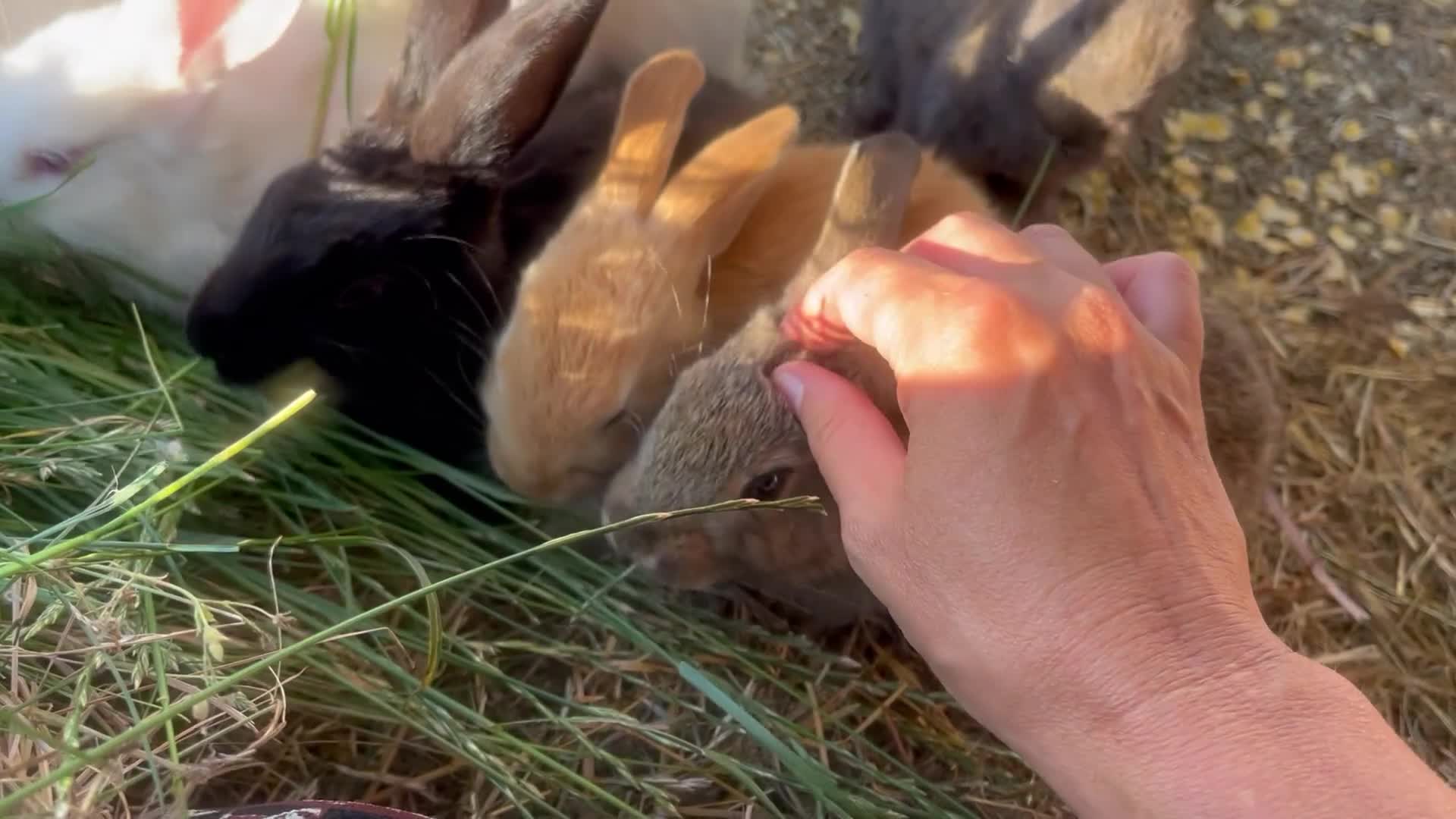 Mixed Breed rabbits for sale: Mixed baby rabbits - Video 1