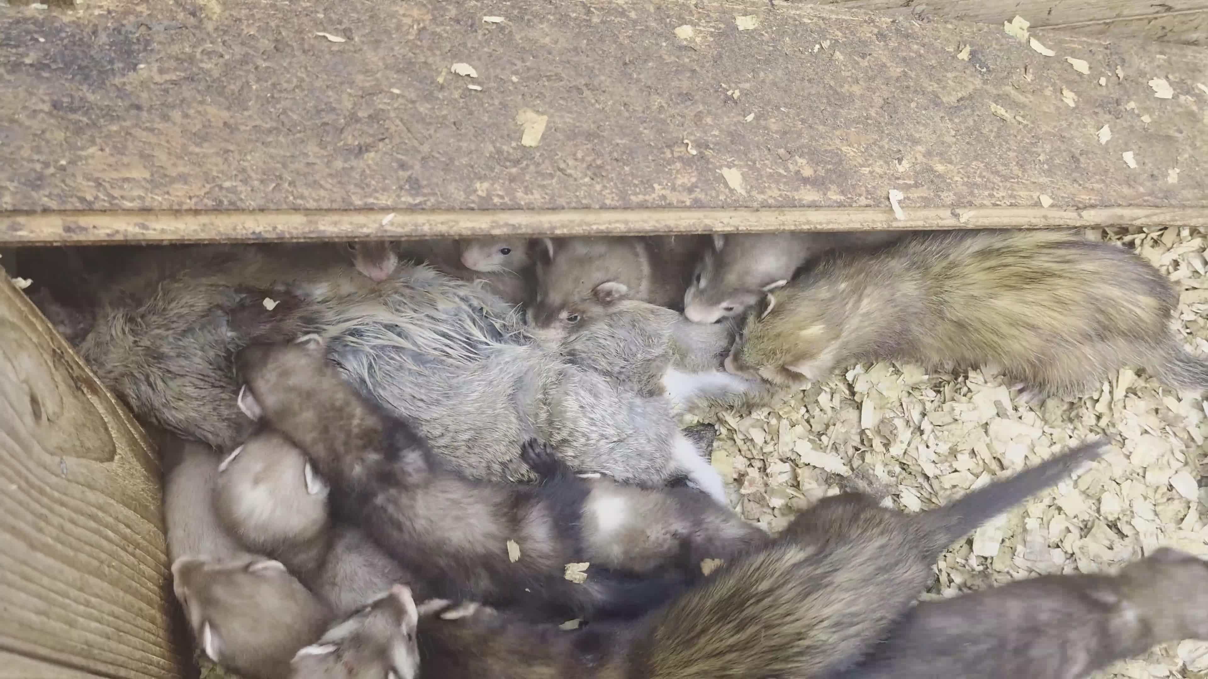 Ferret rodents for sale: Ferret kits for sale  - Video 1