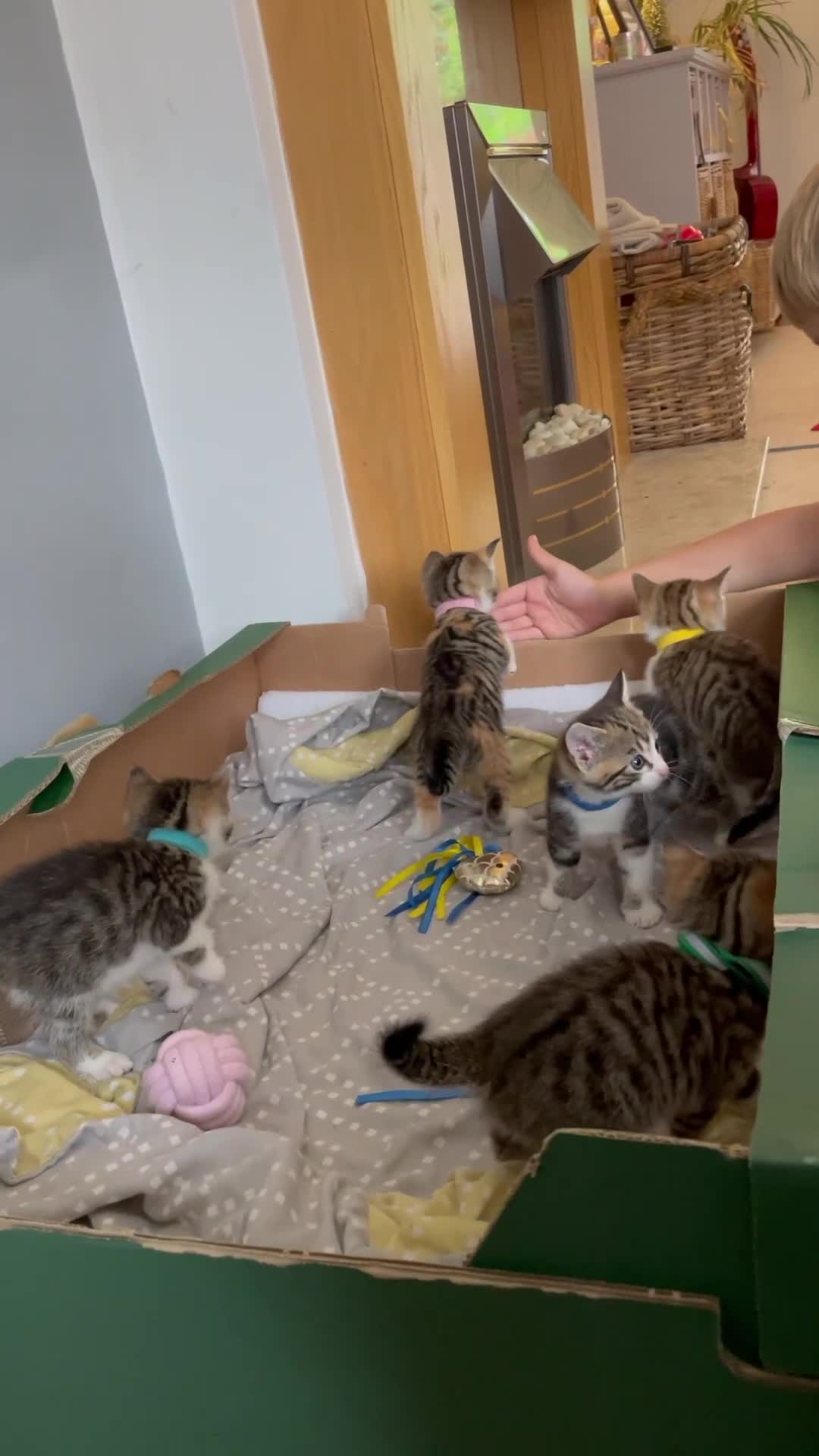 European cats for sale: Beautiful Tabby kittens  - Video 1