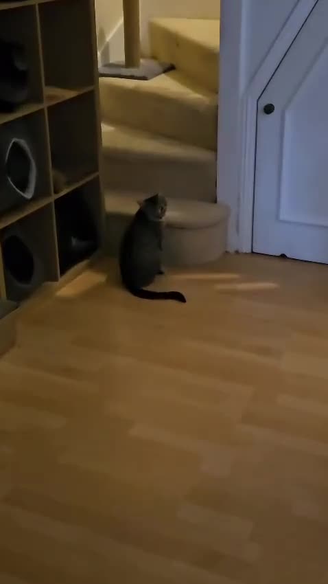 Mixed Breed cats for adoption: 2yr old Rescue Cat Needs ❤️Home she can heal in - Video 1