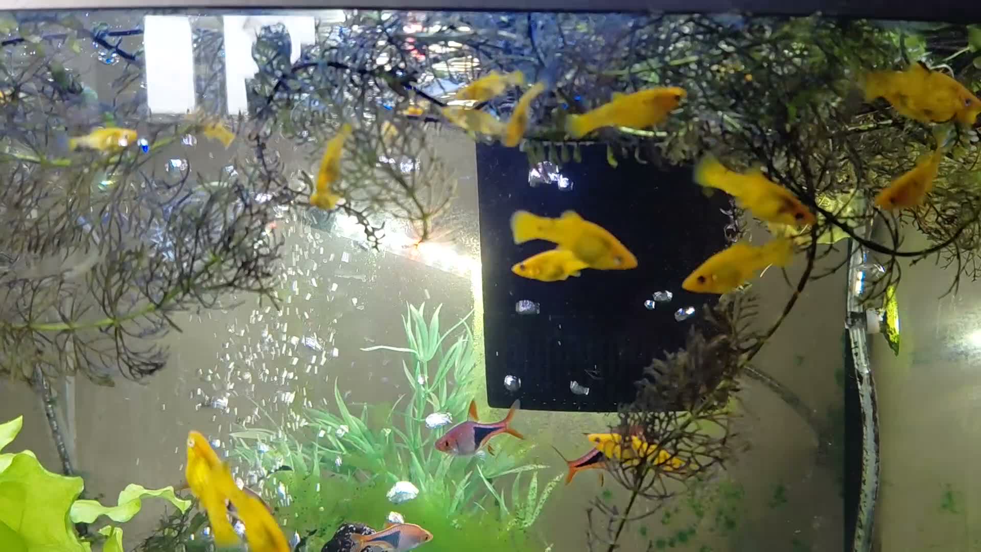 Mollies fish for sale: Molly fish juveniles  - Video 1