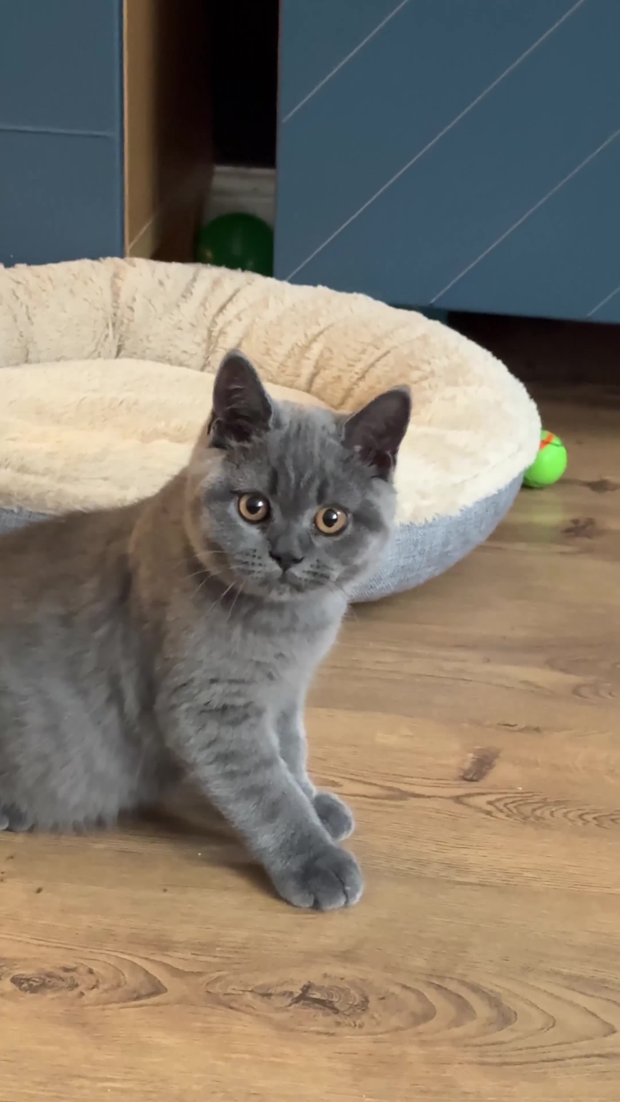 British Shorthair cats for sale: Beautiful GCCF Registered BSH Kittens - Ready Now - Video 2