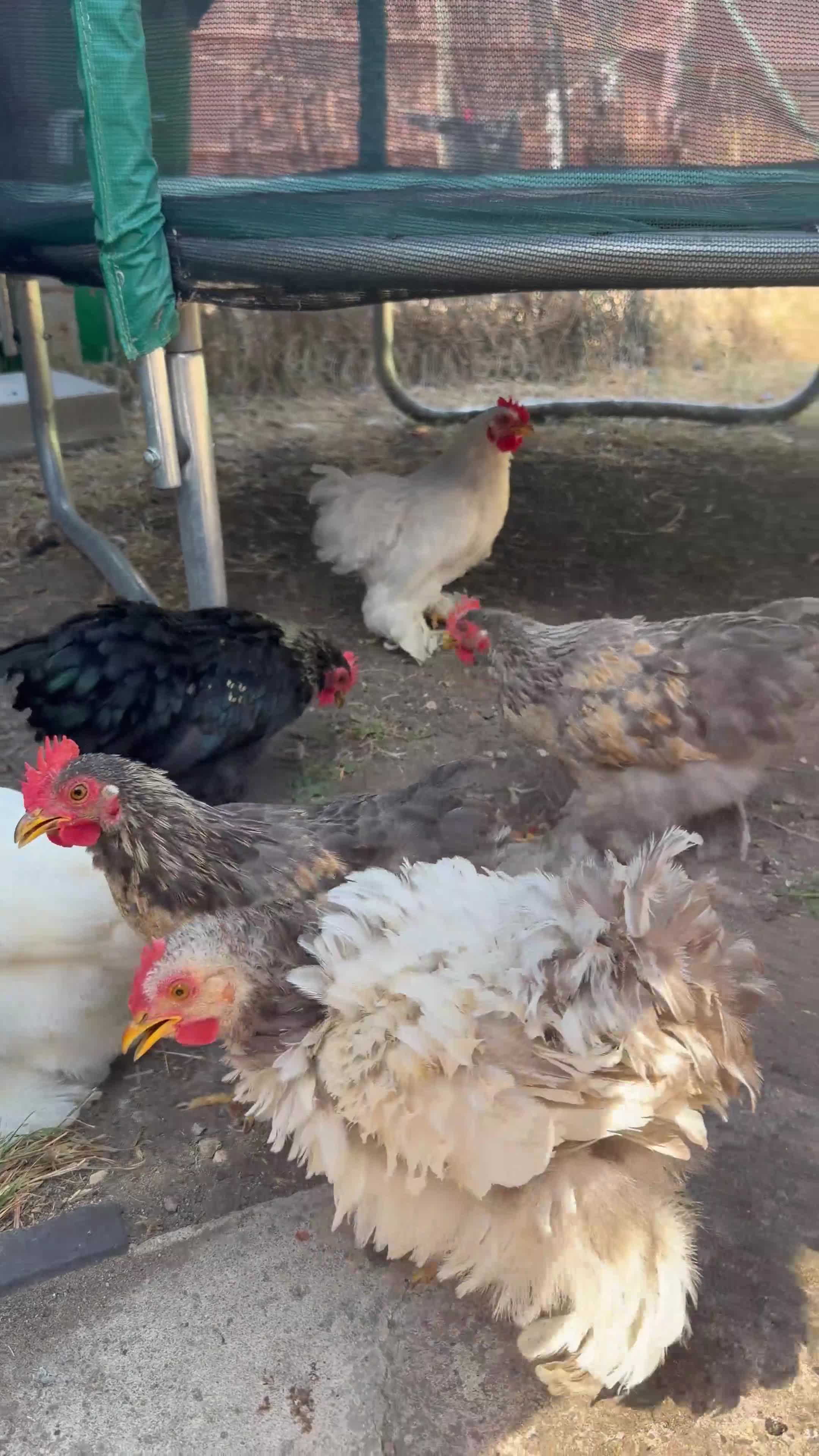 Chickens poultry for sale: Chickens for sale ASAP in Slough - Video 2