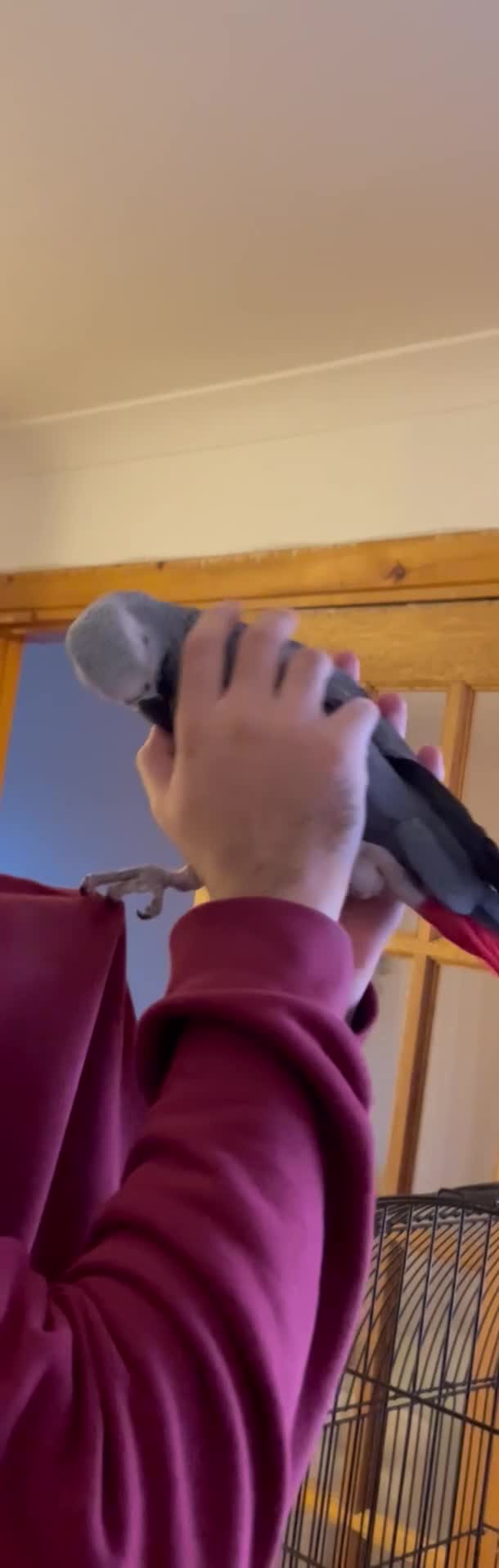 Parrots birds for sale: Hand reared young AG. Playful and great w/ family! - Video 1