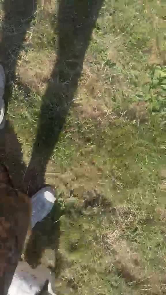 English Springer Spaniel dogs for sale: Springer Spaniel 13 weeks  - Video 1