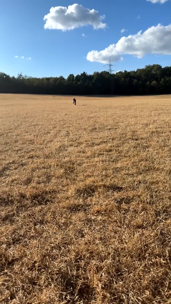 Border Collie dogs for sale: Daisy, Border Collie - Video 1