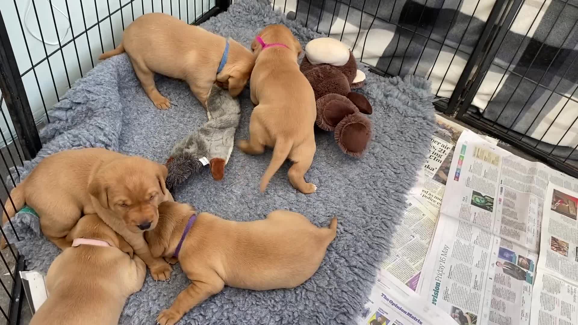Labrador Retriever dogs for sale: Labradore puppies for sale  in Warwick - Video 2