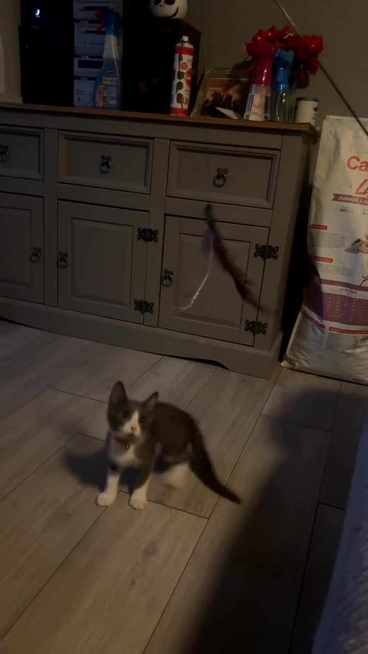 Mixed Breed cats for sale: White and grey tabby boy  - Video 1