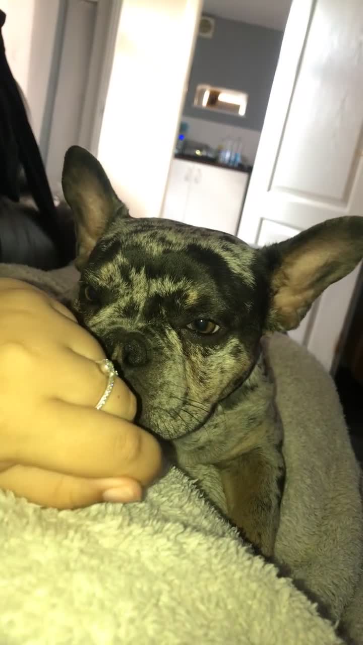 French Bulldog dogs for sale: 3 year old Lilac Merle French Bulldog in Arlesey - Video 2