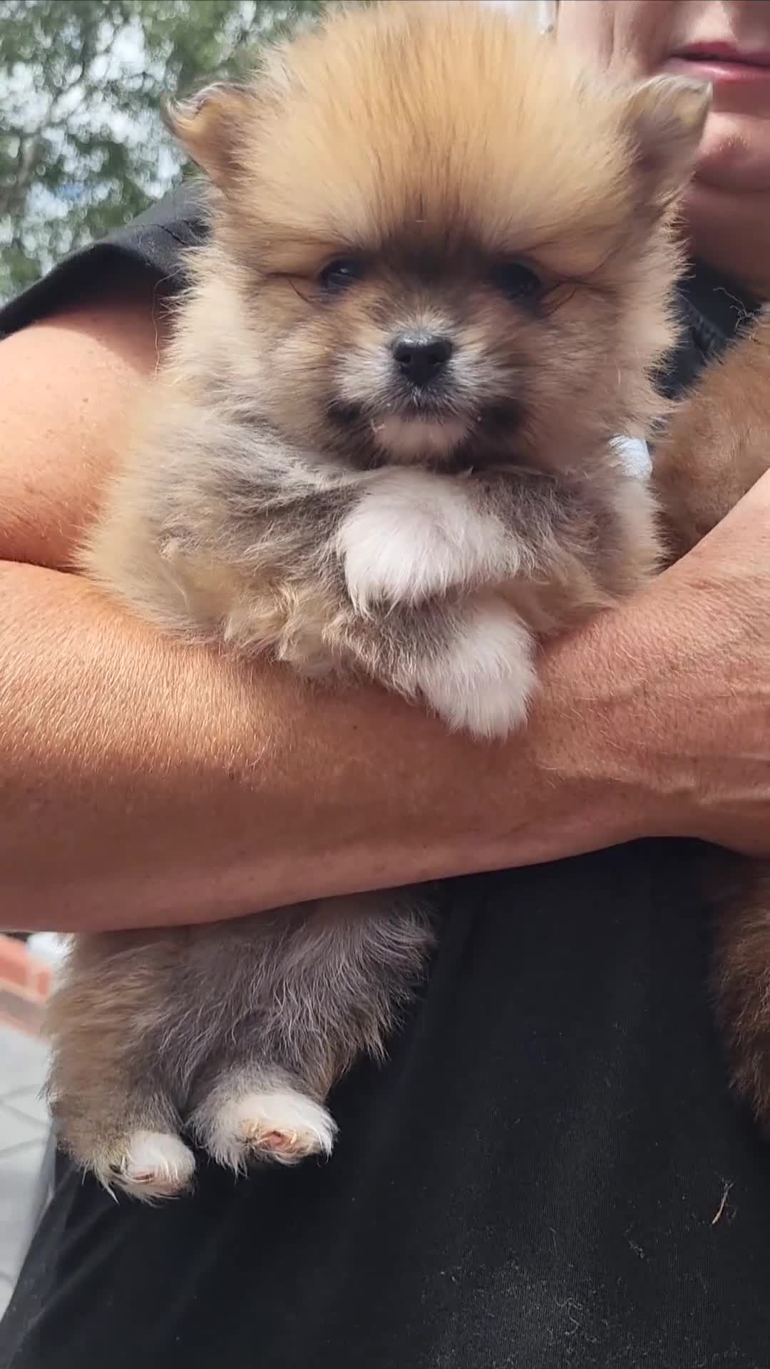 Pomeranian dogs for stud: Kc Pomeranian For Stud Duties - Video 2