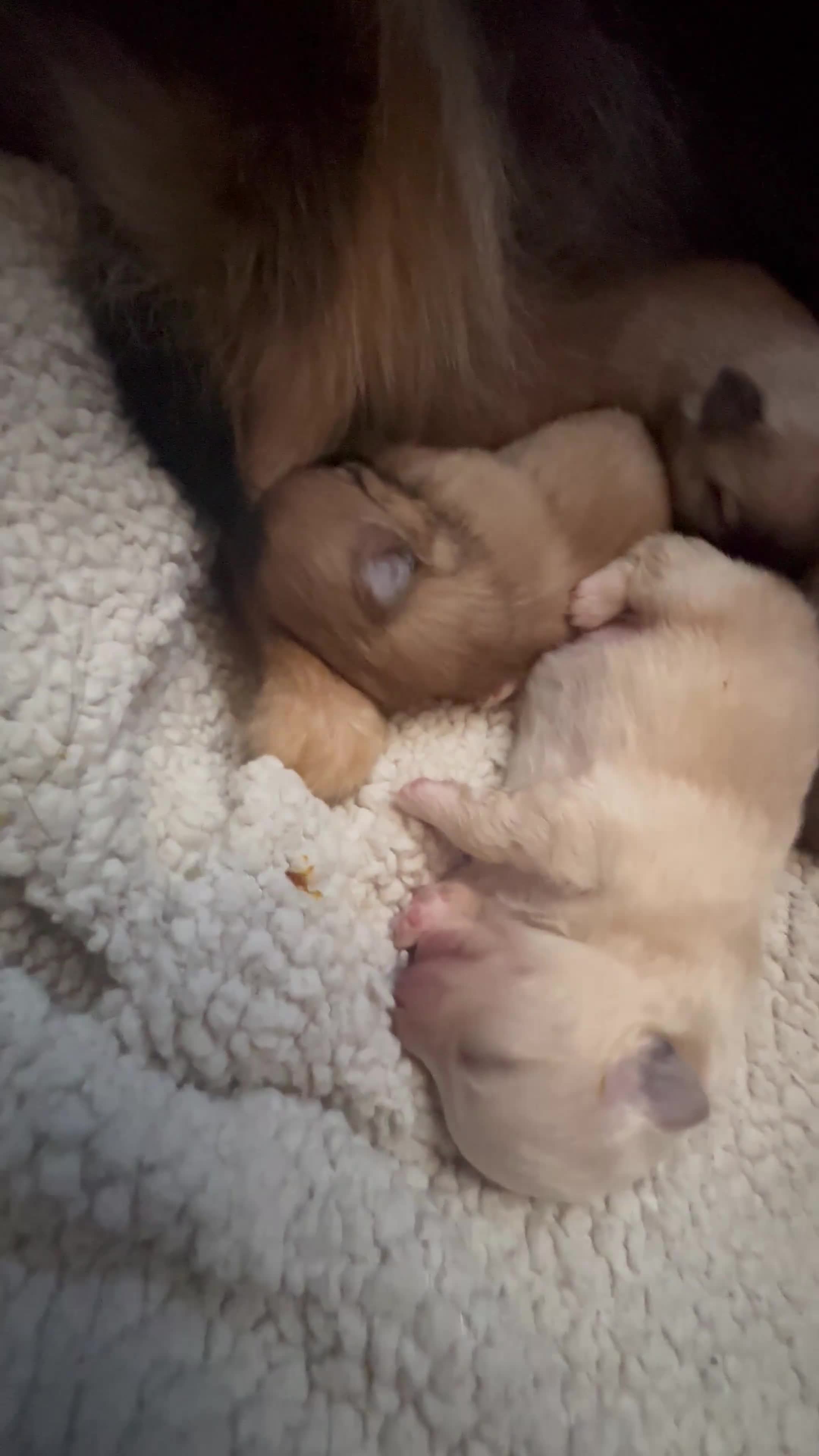 Pomeranian dogs for sale: Rainbow litter Pomeranian KC Reg - Video 1