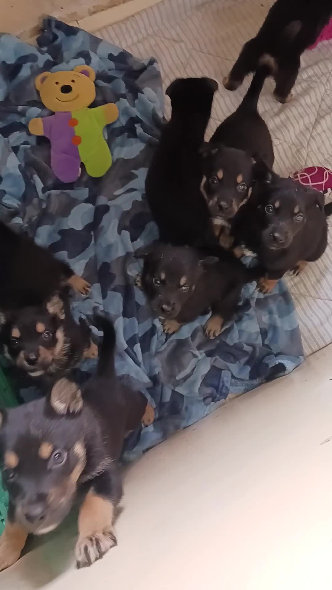Mixed Breed dogs for sale: Rottsky puppies for sale - Video 2