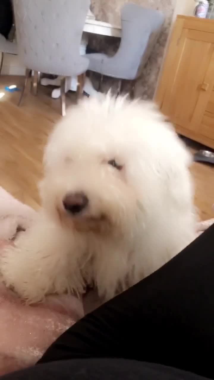 Bichon Frise dogs for sale: Bichon frise 4 year old male stud for sale - Video 1