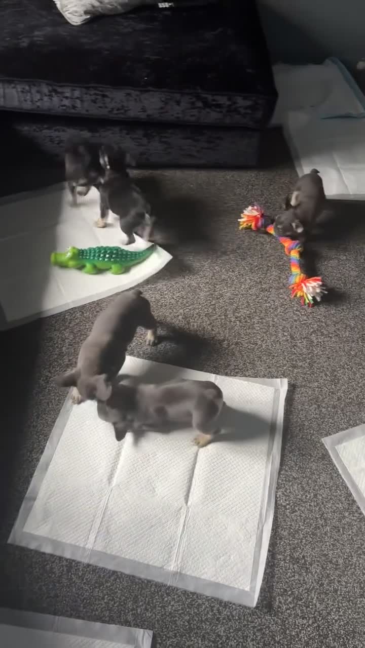 French Bulldog dogs for sale: French Bulldogs in Leeds - Video 1