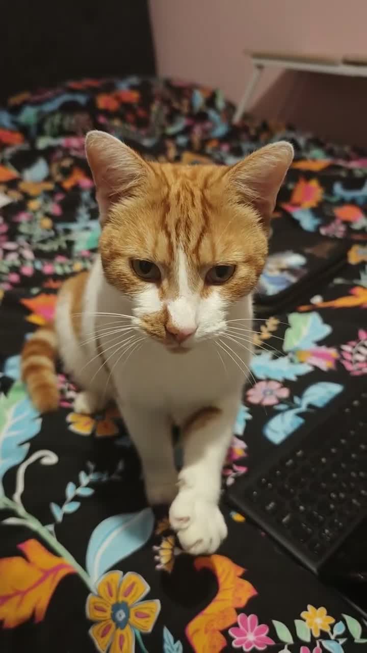 Domestic Shorthair cats for sale: Mother & Son Domestic Shorthair Cats  in Birmingham - Video 1