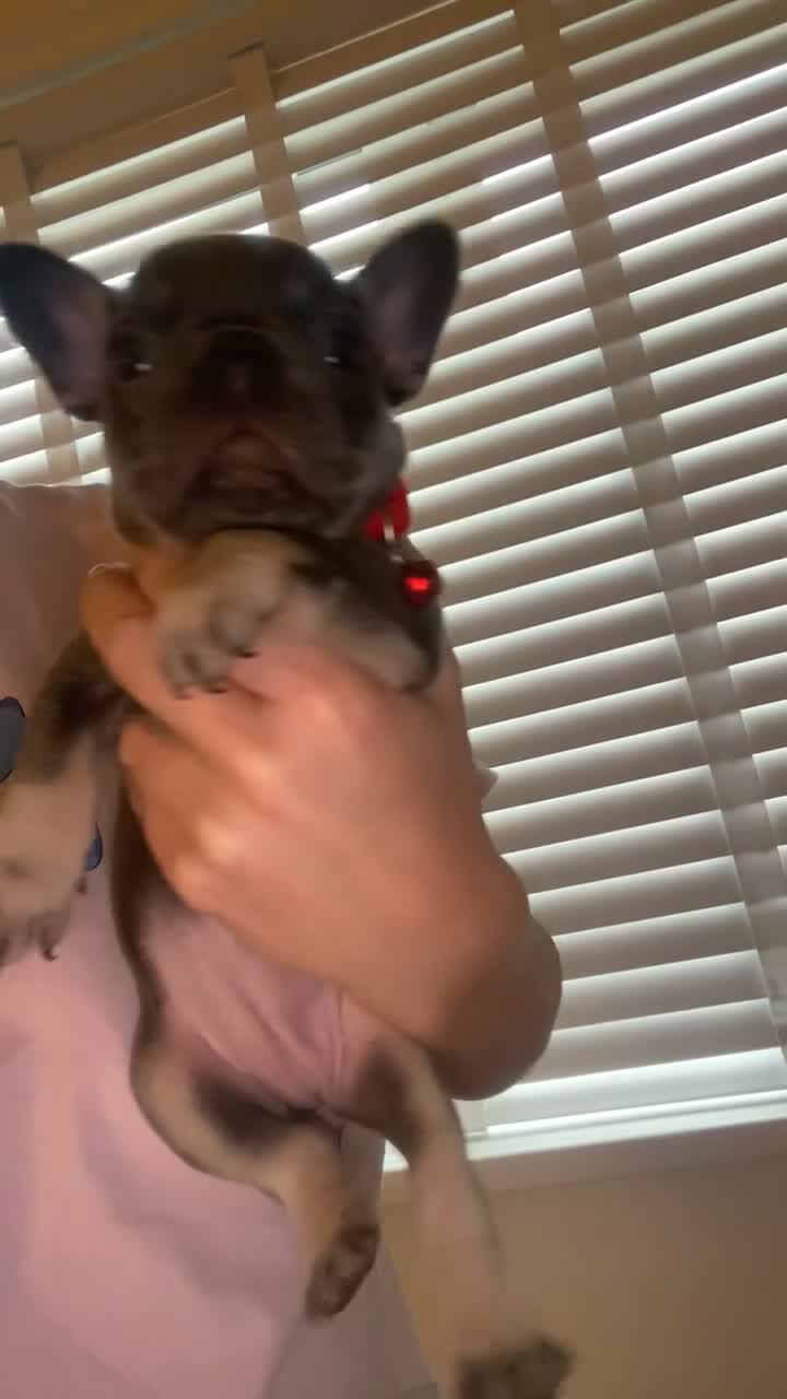 French Bulldog dogs for sale: Female French Bulldogs  - Video 1