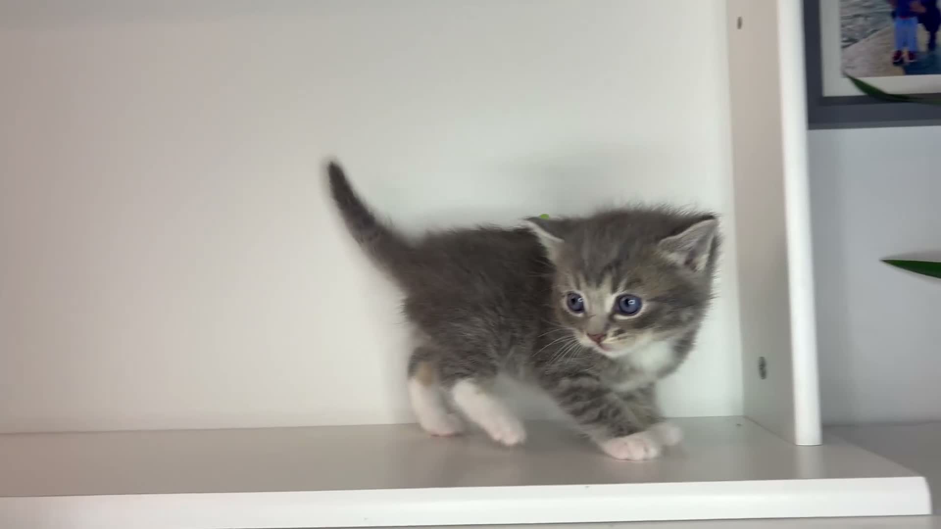 Ragdoll cats for sale: Beautiful Ragdoll kittens x Long haired Russian  in Plymouth - Video 4