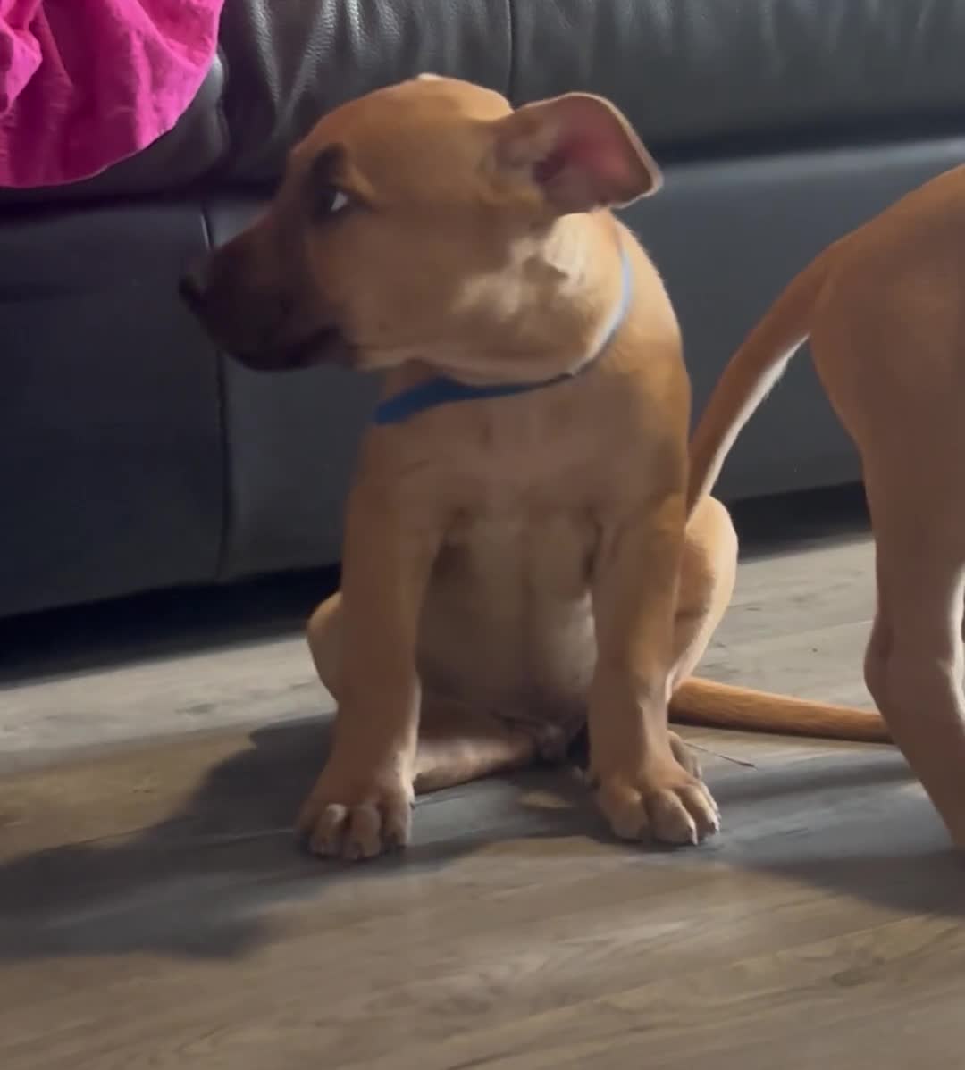 Mixed Breed dogs for sale: American Mali Pups - Video 3