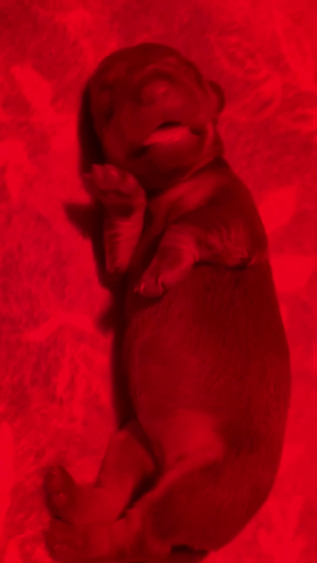 Dachshund dogs for sale: 5 miniature   dachshund  - Video 2